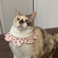 首輪をしている猫