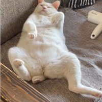 仰向けで寝ている猫