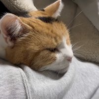 ふみふみ後寝るミケちゃん