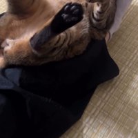 仰向けで鳴く猫