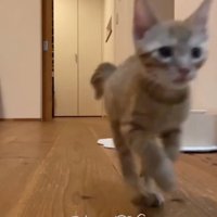 部屋を走り抜けるらいとくん2