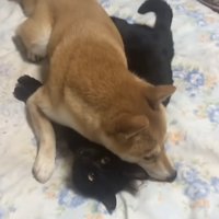 猫の上に乗る犬
