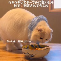 カレーの匂いを嗅ぐ猫