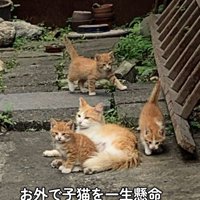 母猫と3匹の子猫