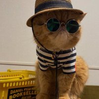 帽子とサングラスをつけた猫
