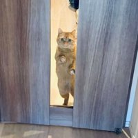 ドアの前にいる猫
