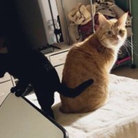 こたつに乗っている猫たち