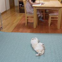 仰向けで床に寝ている猫