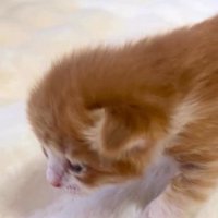 白い敷物の上を歩こうとするむぎくん
