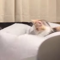 シーツに乗る猫
