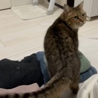 洗濯物の上を通っていくみにらくん