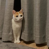 室内にいる猫