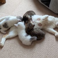 授乳している母猫と子猫