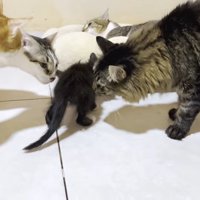 歩くネネちゃんに集合