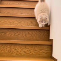 両足をそろえて階段を降りる猫2