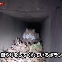 側溝の中にいる子猫