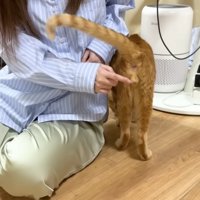 反撃をくらうまるとら