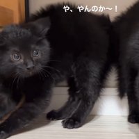 背中を丸めて毛を逆立てる左側の黒い子猫