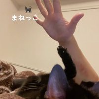 前足を下ろしてひっくり返っている黒猫と飼い主のパーにした手