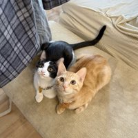 隣に並んで飼い主を見上げる2頭の猫