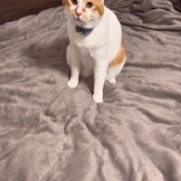 ベッドの上に座る猫