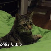 ベッドでくつろぐ猫