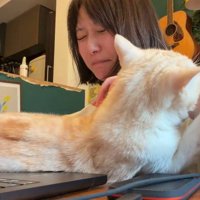 飼い主の腕をホールドして噛む猫