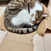 ボロボロになった段ボール箱の中で幸せそうに眠る猫