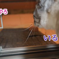 テロップ「おらんやろ」「いる」