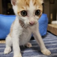 お座りする子猫