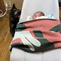 座って赤ちゃんを見る猫