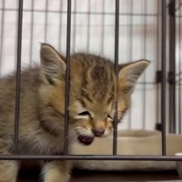 ケージの中の子猫