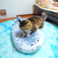 上から