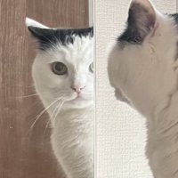 じーっと見つめる猫