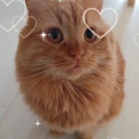 飼い主さんを見る猫