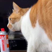 テーブルの上に乗る猫