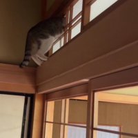 障子に突っ込んだ猫
