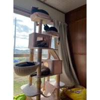 キャットタワーにいる猫たち
