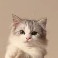 飼い主の方を見つめる猫