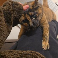 帰宅後すぐに抱っこを求める猫