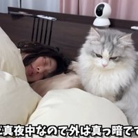 枕元に座っている猫