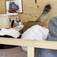 3匹の猫ちゃん（画像左下には寝そべった猫ちゃんの黒い背中）