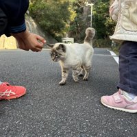 外にいる猫と子どもたち