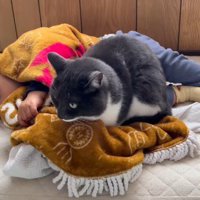 赤ちゃんの隣に腰掛ける猫