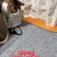 おやつの袋を持参する猫