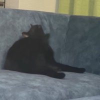 ソファの上で耳を掻く猫