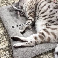 動くおもちゃの上に頭を乗せて眠る猫