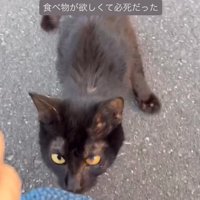近寄ってきた猫