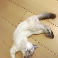 床に寝そべる猫