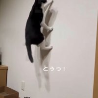 虫を見つけた2匹の猫